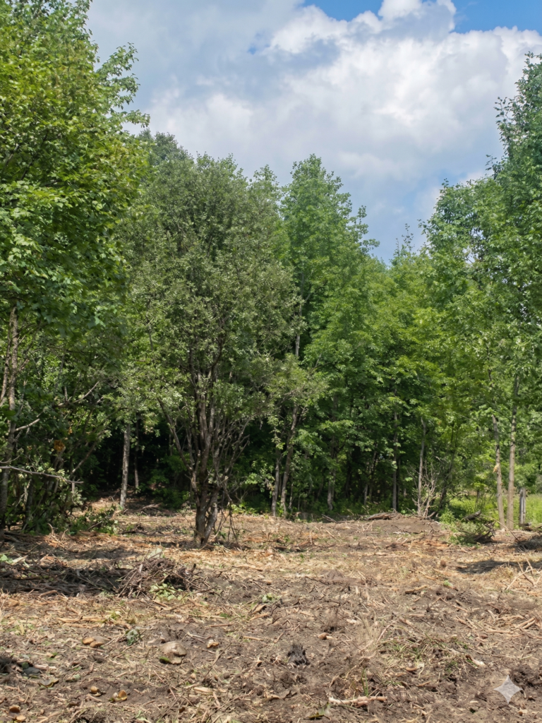 Cleared wooded lot for residential land development